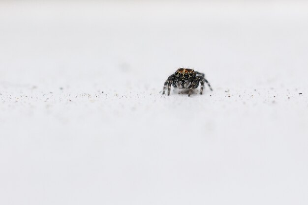 Foto de foco seletivo de uma aranha saltadora