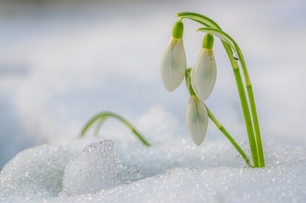 Foto de foco seletivo de uma bela flor de floco de neve