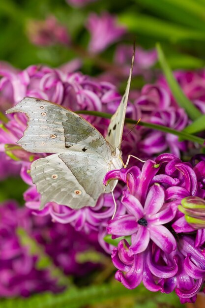 Foto de foco seletivo de uma borboleta africana branca sentada em uma flor silvestre