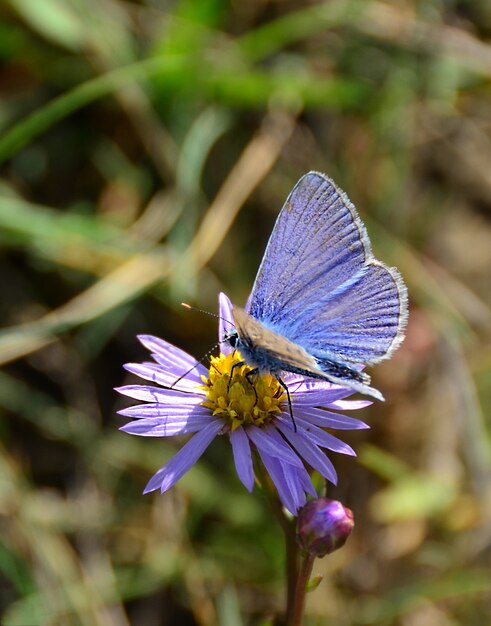 Foto de foco seletivo de uma borboleta azul em uma flor pequena