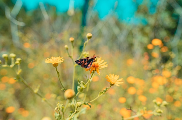 Foto de foco seletivo de uma borboleta colorida em uma flor de laranjeira