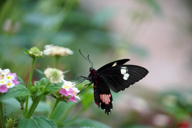 Foto de foco seletivo de uma borboleta em forma de coração de gado empoleirada em uma flor rosa