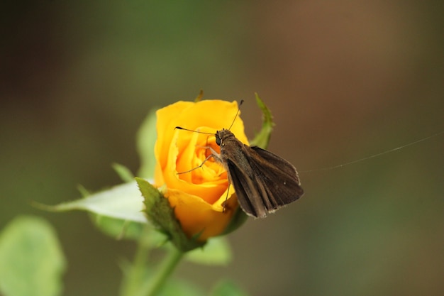 Foto de foco seletivo de uma borboleta empoleirada em uma rosa amarela