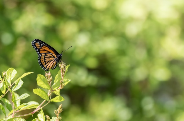 Foto de foco seletivo de uma borboleta monarca em uma planta verde