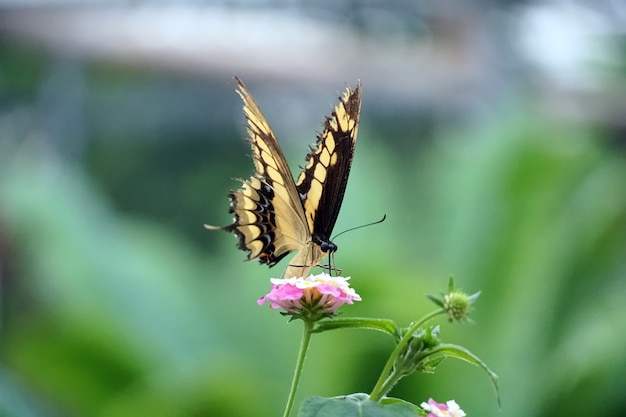 Foto de foco seletivo de uma borboleta rabo de andorinha do Velho Mundo empoleirada em uma flor rosa claro
