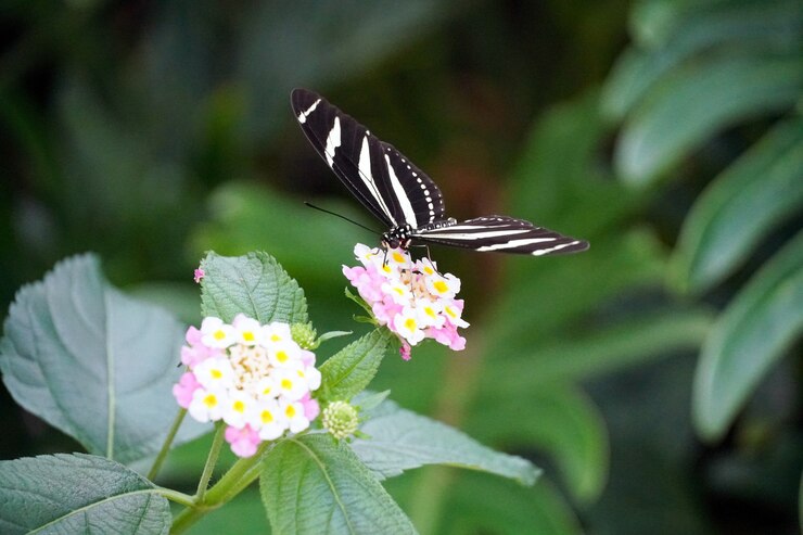Foto grátis foto de foco seletivo de uma borboleta zebra longwing empoleirada em uma flor rosa claro