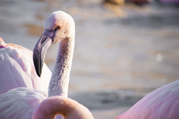 Foto de foco seletivo de uma cabeça de flamingo sob a luz do sol