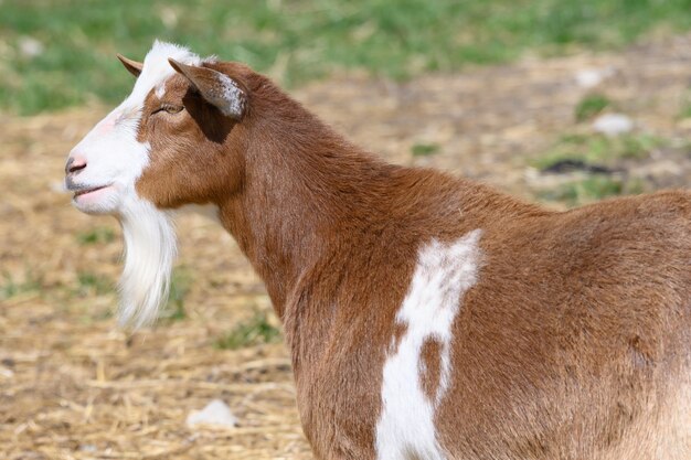 Foto de foco seletivo de uma cabra marrom e branca em um prado coberto de grama