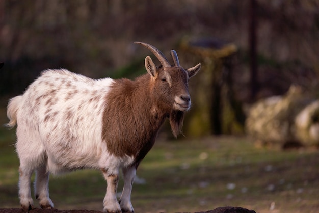 Foto de foco seletivo de uma cabra na floresta