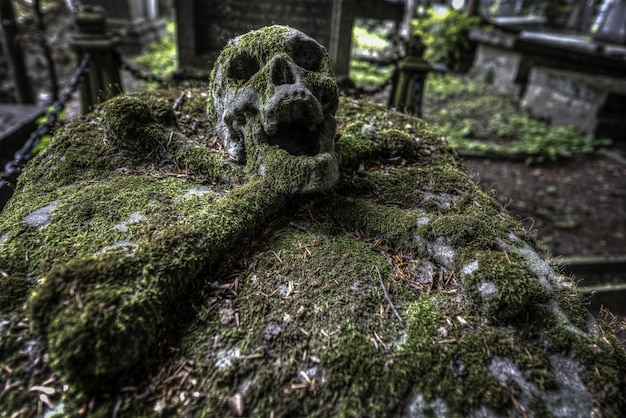 Foto de foco seletivo de uma caveira em um cemitério