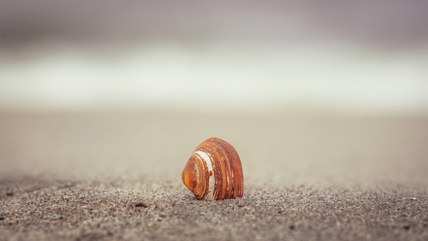 Foto de foco seletivo de uma concha na praia