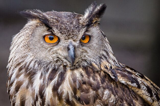 Foto de foco seletivo de uma coruja com olhos amarelos