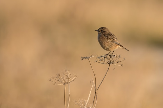 Foto de foco seletivo de uma fêmea de Saxicola rubicola empoleirada em uma planta