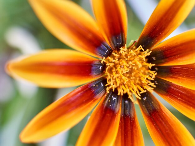 Foto de foco seletivo de uma flor alaranjada da margarida africana