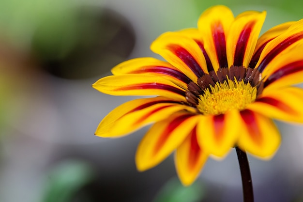 Foto de foco seletivo de uma flor amarela com marcas vermelhas nas folhas