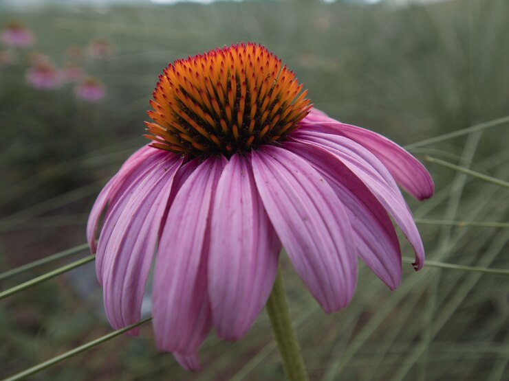 Foto grátis foto de foco seletivo de uma flor de equinácea florescendo no jardim
