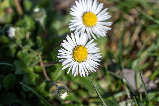 Foto de foco seletivo de uma flor de margarida branca