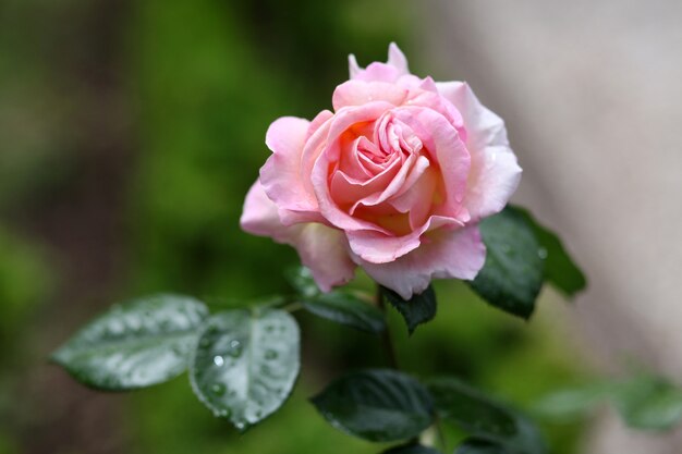 Foto de foco seletivo de uma flor de rosa