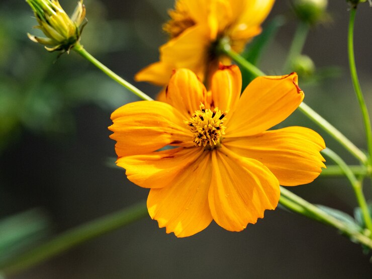 Foto grátis foto de foco seletivo de uma flor dourada do cosmos