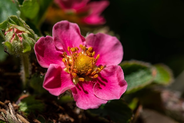 Foto de foco seletivo de uma flor rosa exótica cercada por folhas