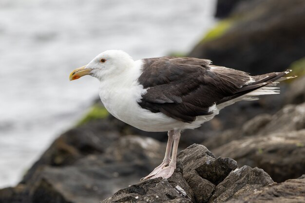 Foto de foco seletivo de uma gaivota de dorso negro em uma rocha perto do oceano