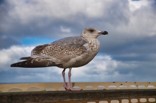 Foto de foco seletivo de uma gaivota empoleirada em uma cerca de madeira em um dia nublado em Oostende, Bélgica