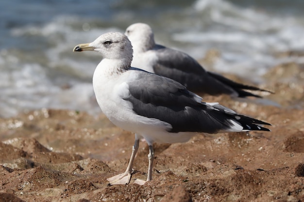 Foto de foco seletivo de uma gaivota empoleirada em uma superfície rochosa perto do mar