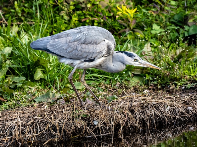 Foto de foco seletivo de uma garça-cinzenta asiática em um lago na floresta Izumi em Yamato, Japão