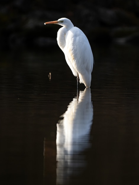 Foto de foco seletivo de uma garça-real em um lago em um parque japonês