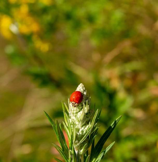 Foto de foco seletivo de uma joaninha sentada em uma flor desabrochando