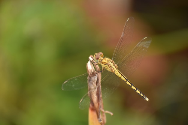Foto de foco seletivo de uma libélula darter Vagrant