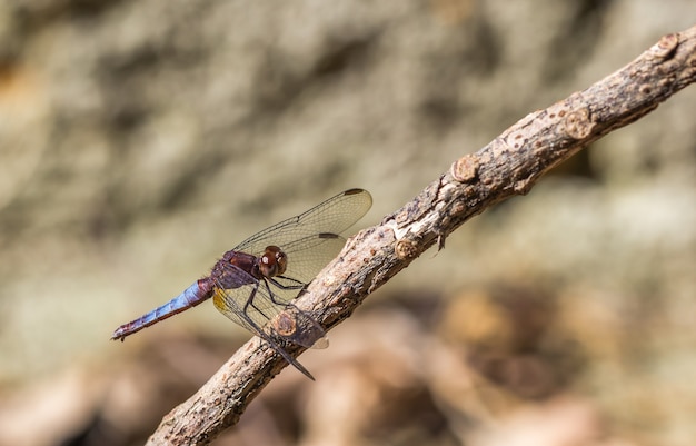 Foto de foco seletivo de uma libélula em um galho