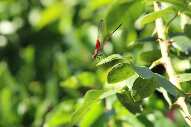 Foto de foco seletivo de uma libélula empoleirada em uma folha verde