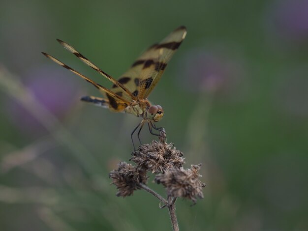 Foto de foco seletivo de uma libélula sentada em uma flor