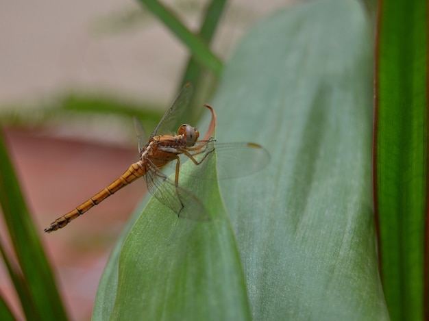 Foto de foco seletivo de uma libélula sentada em uma folha