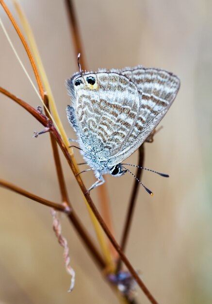 Foto de foco seletivo de uma linda borboleta em seu ambiente natural
