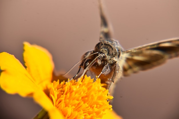 Foto de foco seletivo de uma linda borboleta empoleirada em uma flor amarela brilhante