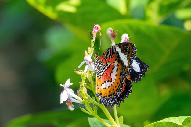 Foto de foco seletivo de uma linda borboleta sentada em um galho com pequenas flores