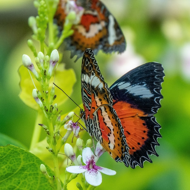 Foto de foco seletivo de uma linda borboleta sentada em um galho com pequenas flores