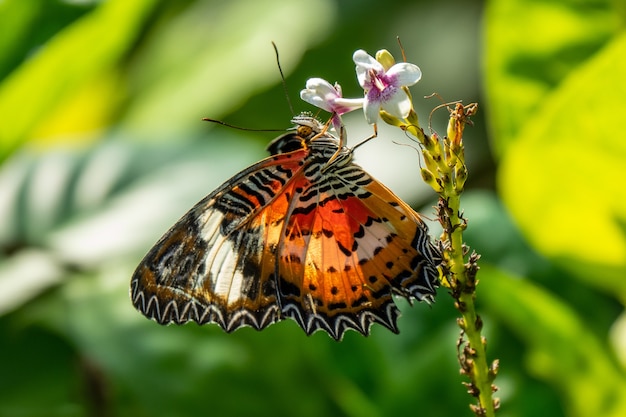 Foto de foco seletivo de uma linda borboleta sentada em um galho com pequenas flores