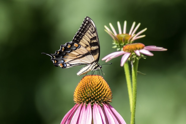 Foto de foco seletivo de uma linda borboleta sentada em uma flor rosa