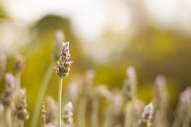Foto de foco seletivo de uma linda flor de lavanda no meio de um campo