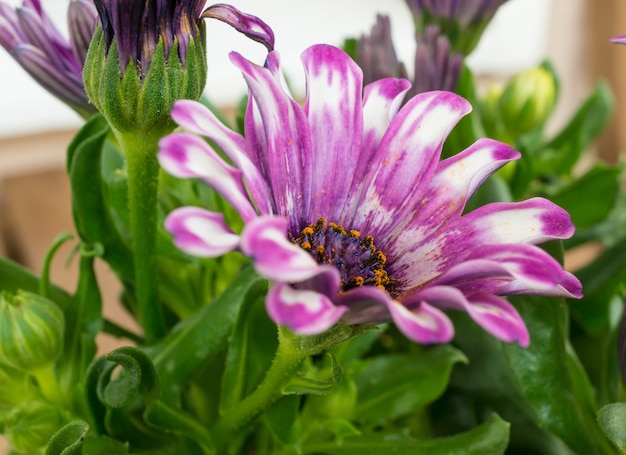 Foto grátis foto de foco seletivo de uma linda flor rosa margarida africana