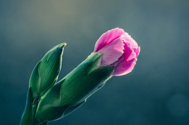 Foto de foco seletivo de uma linda flor rosa