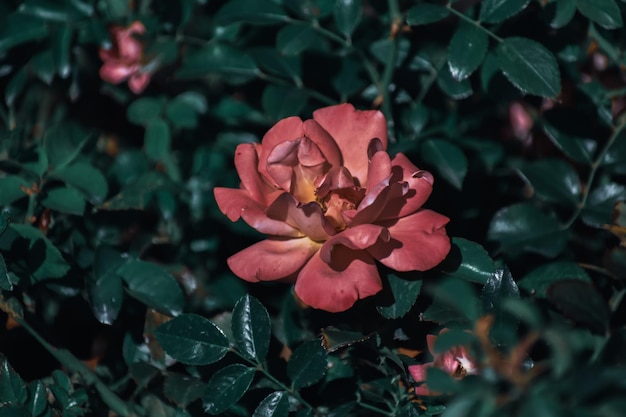 Foto de foco seletivo de uma linda rosa no jardim