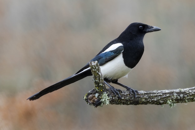 Foto grátis foto de foco seletivo de uma magnífica pega de bico preto sentada em um galho coberto de musgo