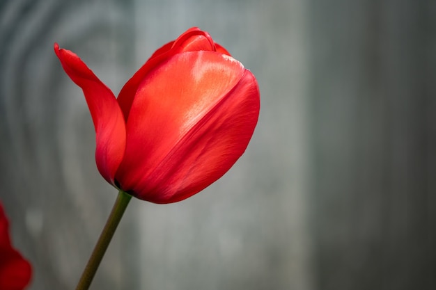 Foto de foco seletivo de uma magnífica tulipa vermelha com um fundo natural desfocado