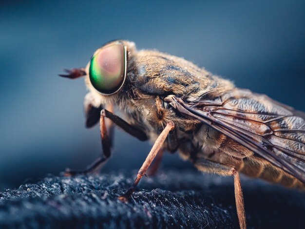 Foto de foco seletivo de uma mosca com um fundo escuro borrado