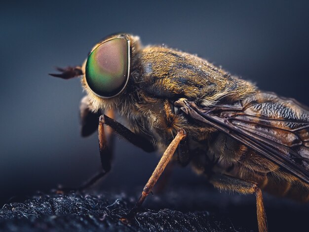Foto de foco seletivo de uma mosca doméstica