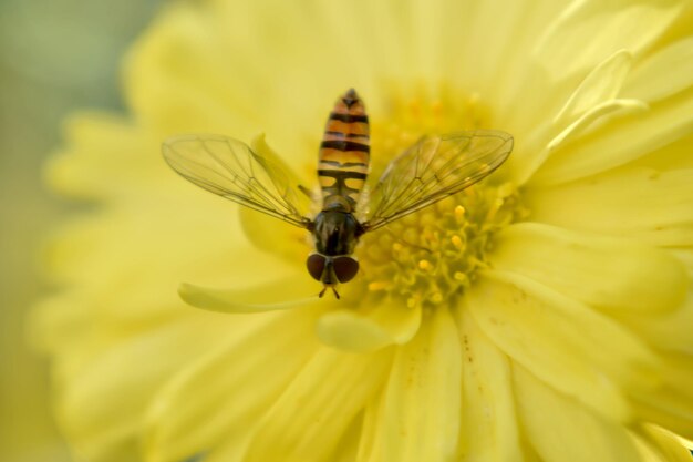 Foto de foco seletivo de uma mosca flutuando em uma flor amarela desabrochando